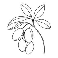 Olive continuous line art vector illustration