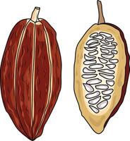 Cocoa beans illustration. Chocolate cocoa beans. Vector illustration