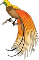 bird of paradise vector art illustration