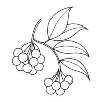 Rowan berry continuous line art vector illustration