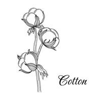 Cotton branch hand drawn in vintage engraving style. Black and white vector illustration