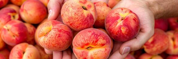 AI generated Fresh nectarine held in hand with selection on blurred background, copy space available photo