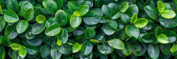 ai generado cerca arriba verde cobertura pared textura con pequeño hojas en jardín para eco simpático hojas perennes antecedentes foto