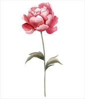 Watercolor peony flower. Botanical isolated illustration. Hand painted floral element vector