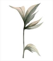 acuarela peonía rama. botánico aislado ilustración. mano pintado floral elemento vector