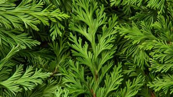 AI generated Elegant monochrome background using green thuja leaves for depth and sophistication. photo
