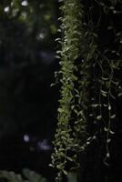 cerca arriba de verde dischidia creciente arriba en un árbol después lloviendo foto