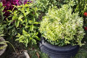 Use Tires As Plant Pots In The Garden photo