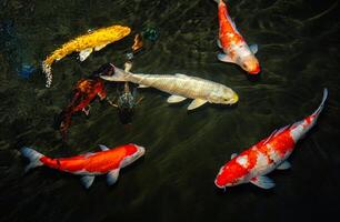 Japón koi pescado o lujoso carpa nadando en un negro estanque pescado estanque. popular mascotas para relajación y feng shui significado. popular mascotas entre gente. asiáticos amor a aumento eso para bueno fortuna o zen. foto