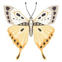 Butterfly vector illustration. Colourful wings with abstract ornament, front view, a symbol for tattoo design. Summer background, fly insect