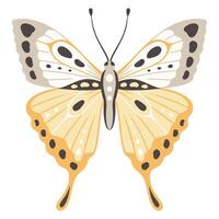 Butterfly vector illustration. Colourful wings with abstract ornament, front view, a symbol for tattoo design. Summer background, fly insect