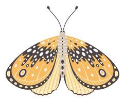 Moth or butterfly vector illustration. Colourful wings with wave abstract ornament, front view, a symbol for tattoo design. Summer background, fly insect