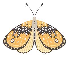 polilla o mariposa vector ilustración. vistoso alas con ola resumen ornamento, frente vista, un símbolo para tatuaje diseño. verano fondo, mosca insecto