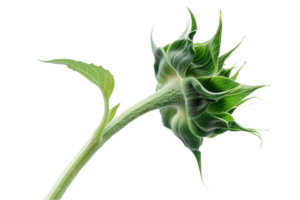AI generated Unopened Sunflower Bud Against png