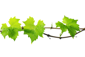 ai généré Frais vert vigne feuilles png