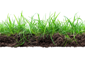 AI generated Grass Cross Section with Soil png