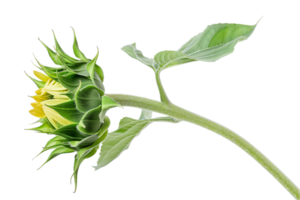 AI generated Unopened Sunflower Bud Against png