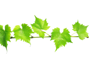 ai genererad färsk grön vinranka löv png