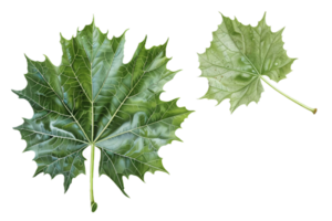 AI generated Green Maple Leaves png