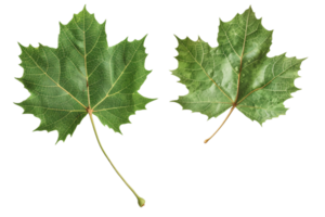 AI generated Green Maple Leaves png