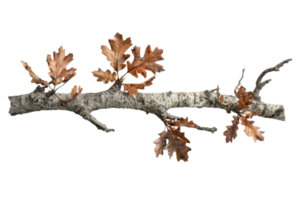 AI generated Autumn Oak Branch with Dry Leaves png