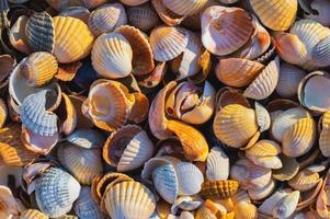 cáscara costa. de cerca de pequeño conchas marinas en el costa. mar antecedentes con puesta de sol ligero foto