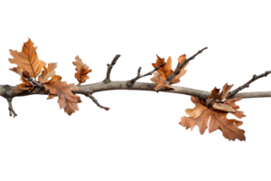 AI generated Autumn Oak Branch with Dry Leaves png