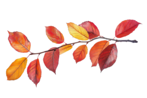 AI generated Autumn Leaves on Branch png