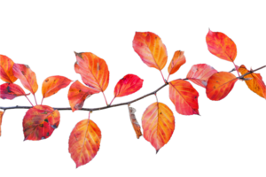 AI generated Autumn Leaves on Branch png