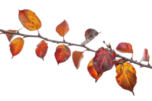 AI generated Autumn Leaves on Branch png