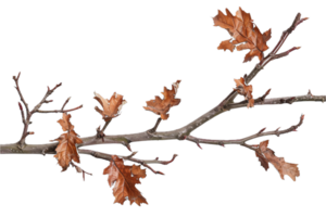 AI generated Autumn Oak Branch with Dry Leaves png