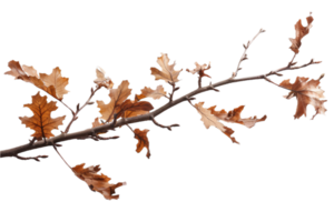 AI generated Autumn Oak Branch with Dry Leaves png