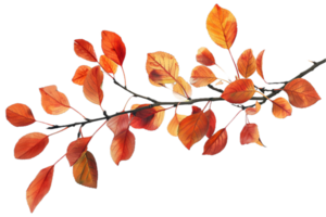 AI generated Autumn Leaves on Branch png