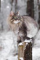 Siberian cat sitting on a tree stump, winter snowy forest. Portrait of a gray cat with green eyes looking out, vertical photo