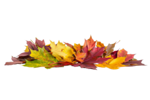 AI generated Autumn Maple Leaves Pile png