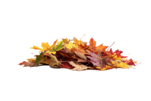 AI generated Autumn Maple Leaves Pile png