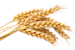 AI generated Golden Wheat Sheaf png