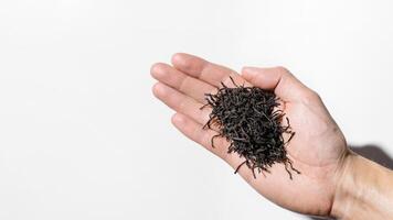 Hand holding dry tea leaves on white background, top view copy space photo