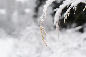 Dry grass covered with snow, close-up. Yellow ear of wheat selective focus, winter background blurred. photo