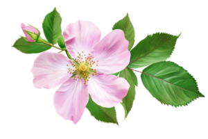 AI generated Pink Rose of Sharon Blossom png