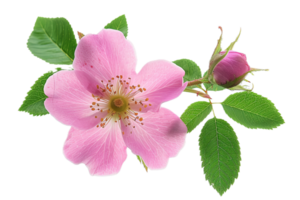 AI generated Pink Rose of Sharon Blossom png