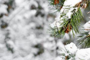 Christmas tree branch with a pine cone covered with snow, close-up. Winter forest background blurred, copy space. photo