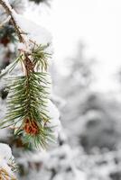 Pine branch covered with snow, close-up. Winter forest background, copy space. Vertical photo