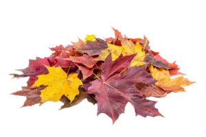 AI generated Autumn Maple Leaves Pile png