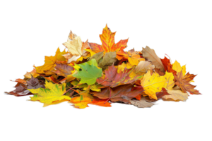 AI generated Autumn Maple Leaves Pile png