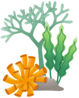 coral y algas en verano png