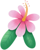 Hibiscus in summer png