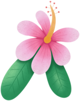 Hibiskus im Sommer png