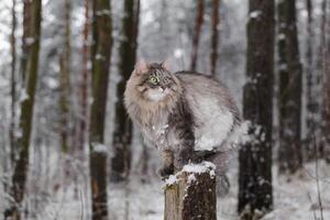 Fluffy cat sitting on a tree stump, winter snowy forest. Portrait of a gray cat with green eyes looking to the side photo