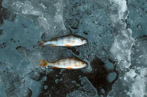 Two fish lying on ice, top view. Winter fishing catch photo